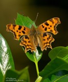 Comma 07_07_06